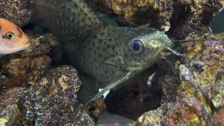 Featherfin Catfish in the Rocks