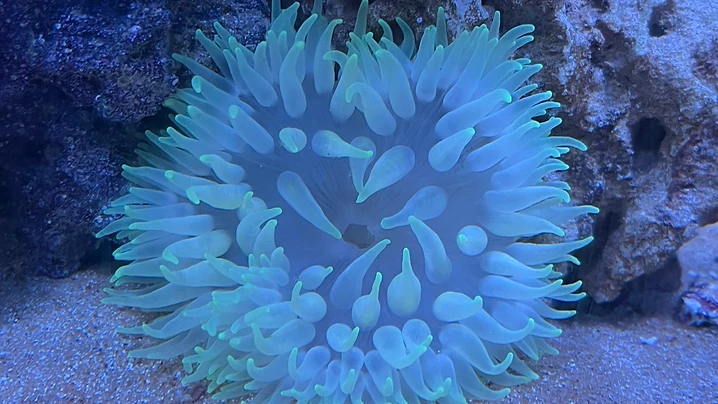 Anemone