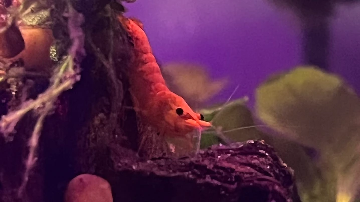 Orange Shrimp Close-Up