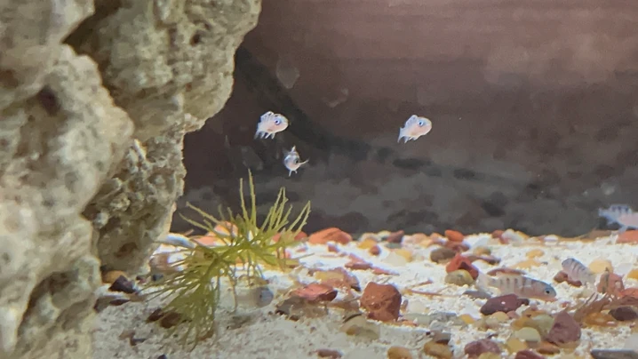 Fry Among the Rockwork
