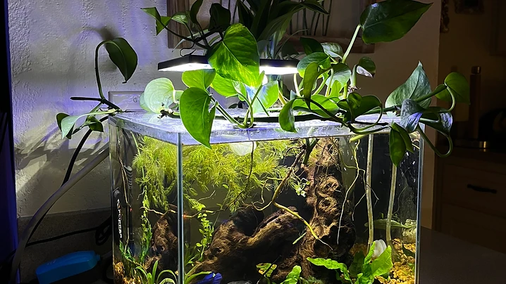 Betta & Pothos Planted Tank