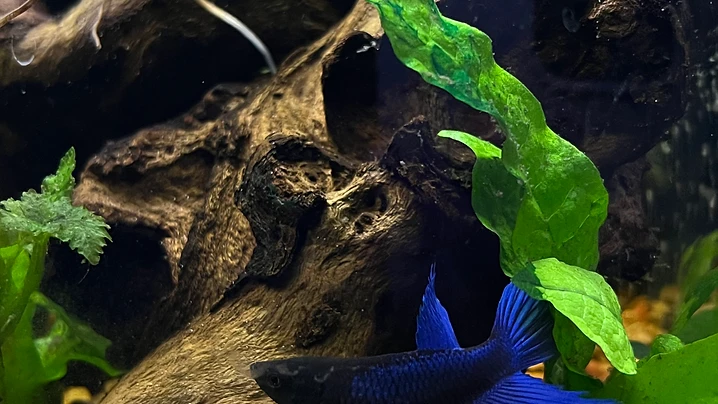 Blue-Finned Betta by the Driftwood