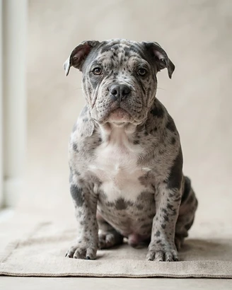 Merle American Bully puppy named Hazel, female