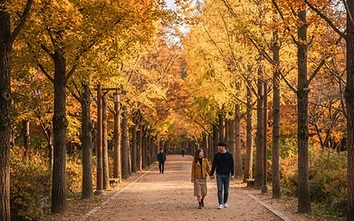 Nami Island & Garden of Morning Calm