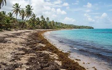 Illustration du guide : Sargasses aux Antilles : comprendre les échouages, les odeurs et les solutions