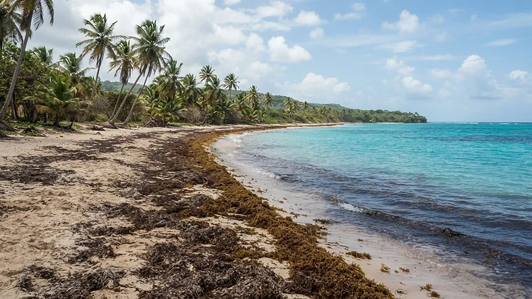 Sargasses aux Antilles : comprendre les échouages, les odeurs et les solutions