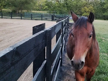 Horse & Arena