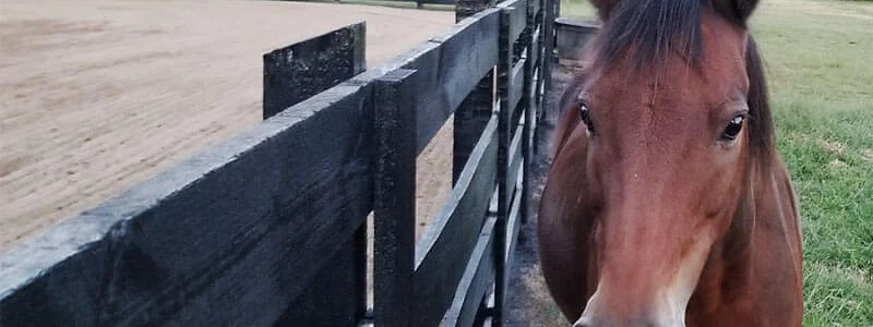 Horse board fence and pasture built by Backyard and Barns in Tennessee