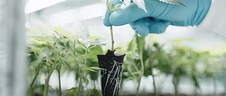 A gloved hand holding a rooted cannabis clone
