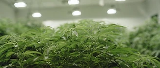 Cannabis plants under grow lights in an EXKA greenhouse