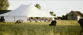 The feast tent in the pasture, with cows grazing in front