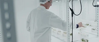 A technician checking plantlets on the laboratory shelves