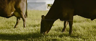 A cow grazing in the Fromagerie's pasture