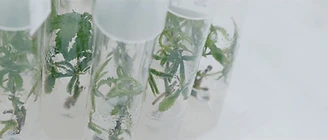 Cannabis plantlets growing in tissue-culture jars