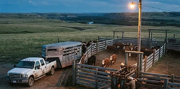 Ranch pickup with stock trailer at wooden corrals and cattle in rangeland near Fort Macleod at dusk