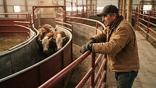 Illustrative Canadian livestock-handling facility — a cattle producer working cattle through a modern handling system.