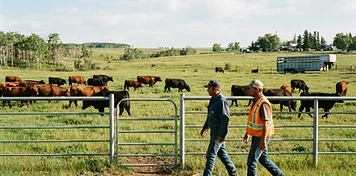 Ranchers walking a pasture fence line as cattle graze at a bright Parkland ranch