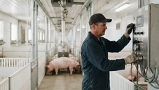 Illustrative modern Canadian hog-production barn — a producer checking an automated feed system control panel.