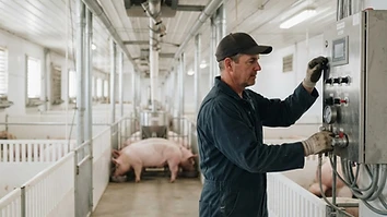 Illustrative modern Canadian hog-production barn — a producer checking an automated feed system control panel.