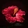 RED-VITALITY