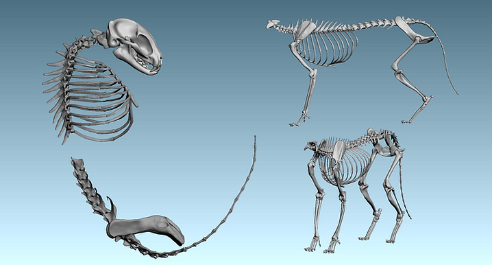 Organic Modeling — frame 1