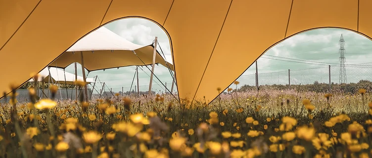 Looking out from under a stretch tent over a wildflower field