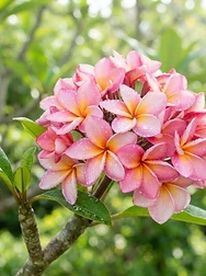 Pink and yellow plumeria blooms