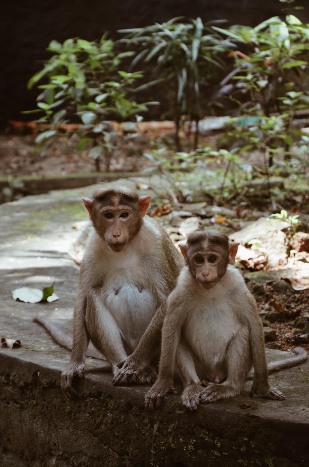 Viaggio-studio in India, foto 10