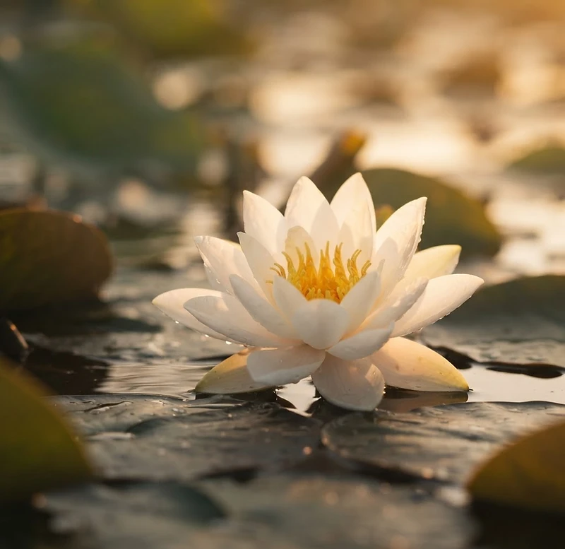 A white lotus flower in warm sunlight
