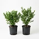 Blueberry Bushes (Set of 2)