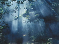 BETWEEN SUNLIGHT & LEAVES