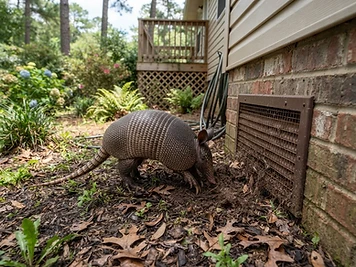 Armadillo in a residential yard