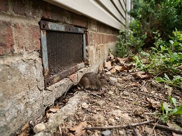 Rodent near a foundation gap