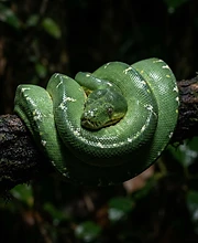 Snake