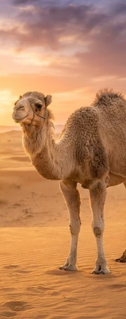 Camel