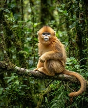 Monkey