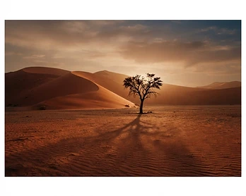 Dune rosse al tramonto con un albero solitario