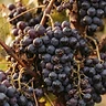 Grape Seed - sacred ingredient