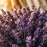 Lavender - sacred ingredient
