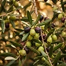 Olive - sacred ingredient
