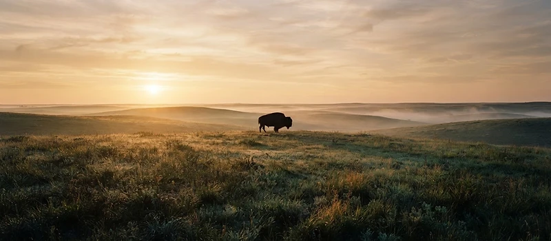 Bison on the plains