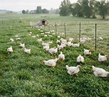 Chicken Eggs