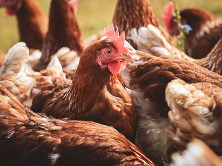 A flock of healthy free-range hens on pasture