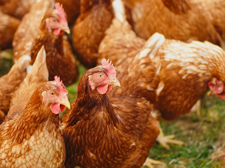 A flock of healthy free-range hens on pasture