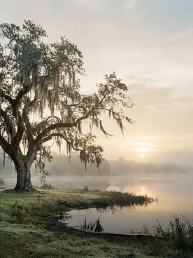 A peaceful live oak at dawn in Lakeland