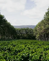 Piatã, Espírito Santo
