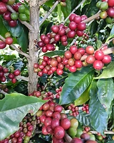 Kaffeekirsche, reife Ernte