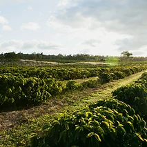 FORMOSA