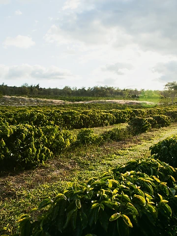 Formosa