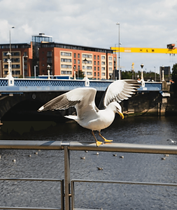 Seagull in Belfast